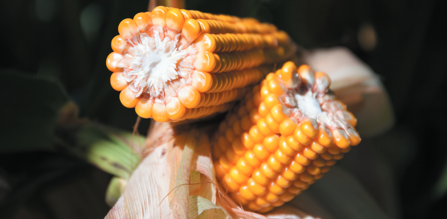 Kukurydza na kiszonkę DKC3418, Dekalb
