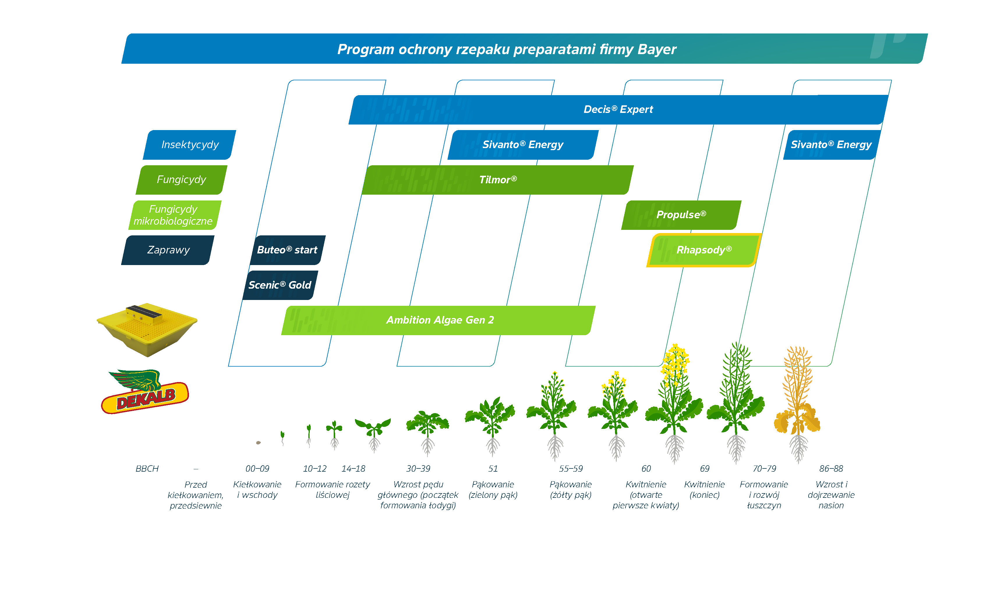 Program ochrony rzepaku prepraratami firmy Bayer