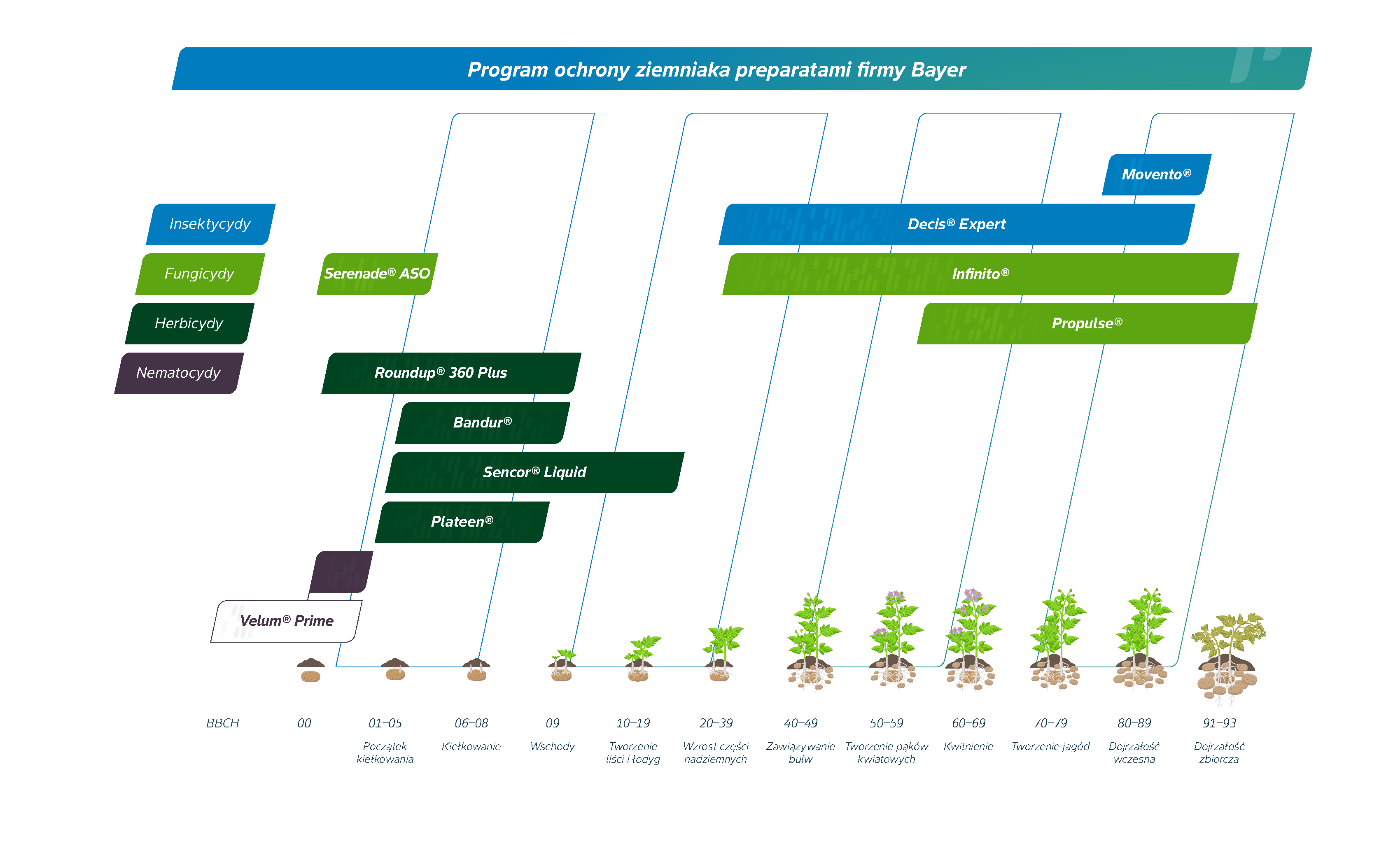 Program ochrony ziemniaków prepraratami firmy Bayer