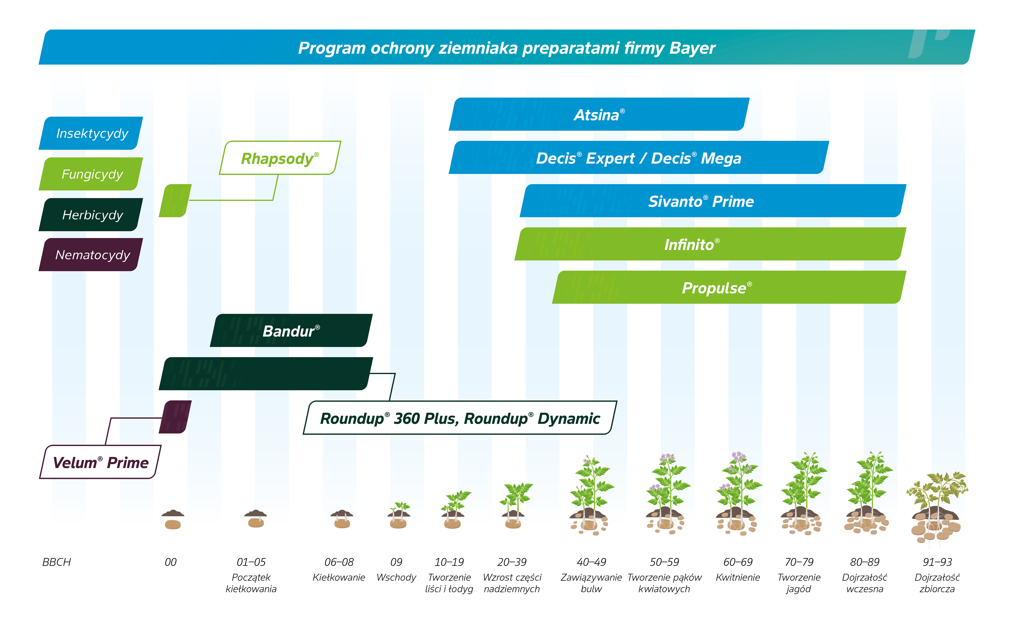 program ochrony ziemniaka