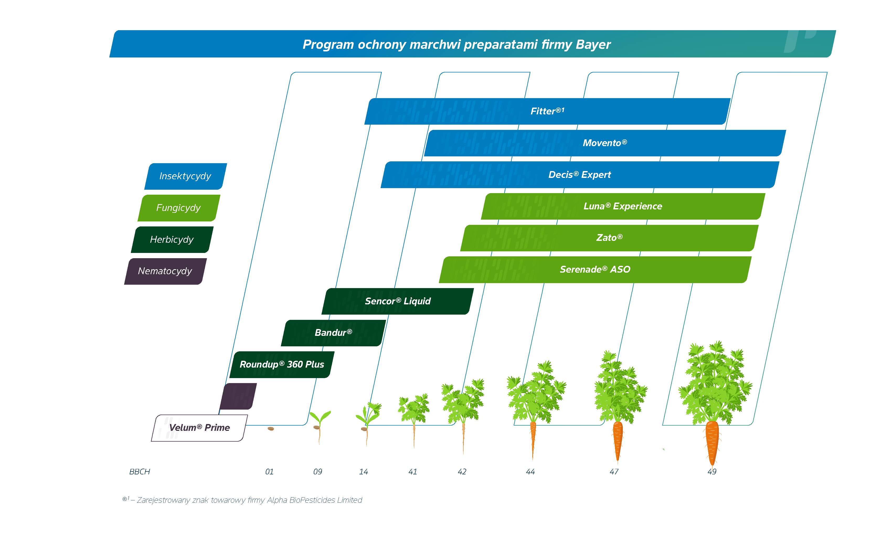 Program ochrony marchwi preparatami firmy Bayer