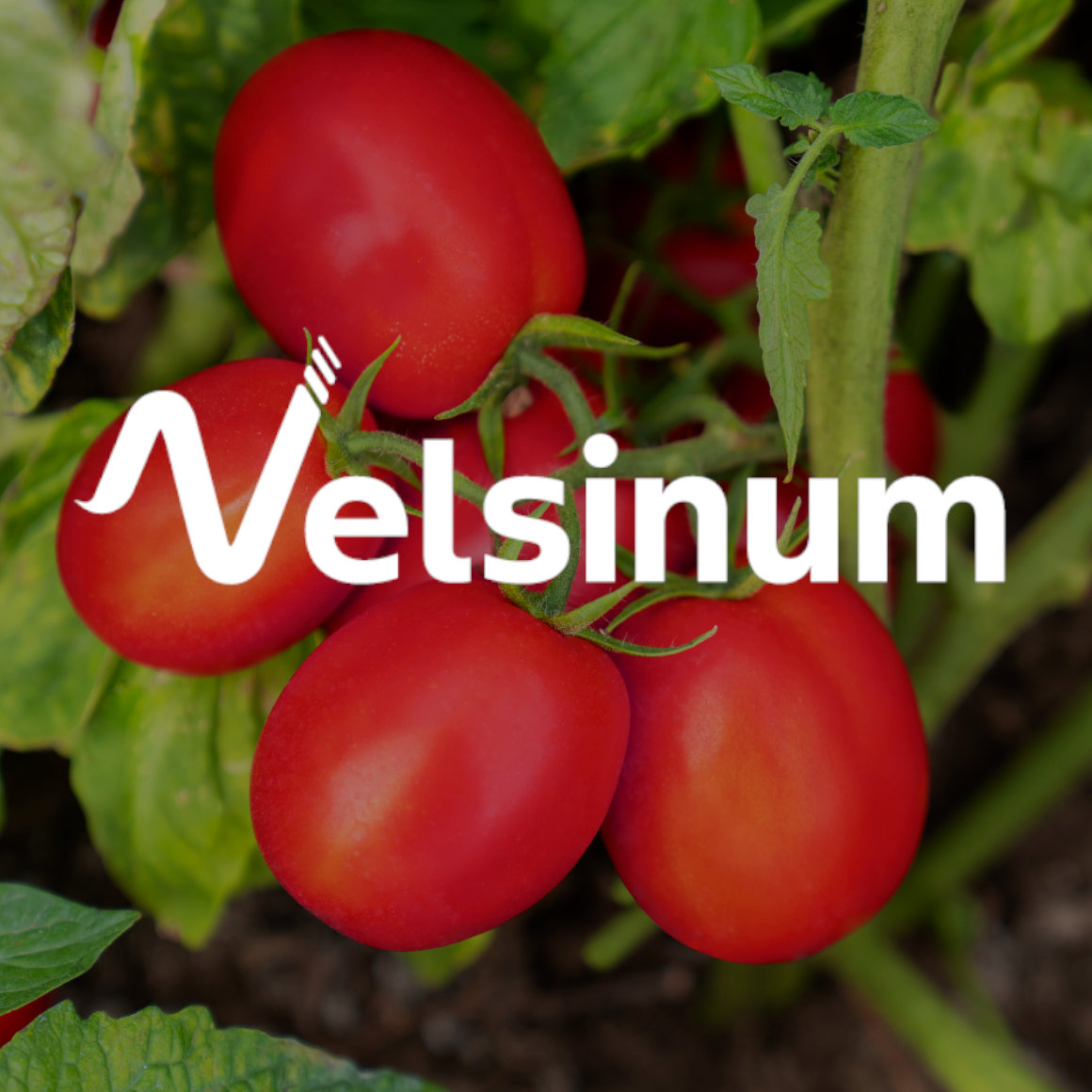 Bayer_Horticolas_velsinum.jpg