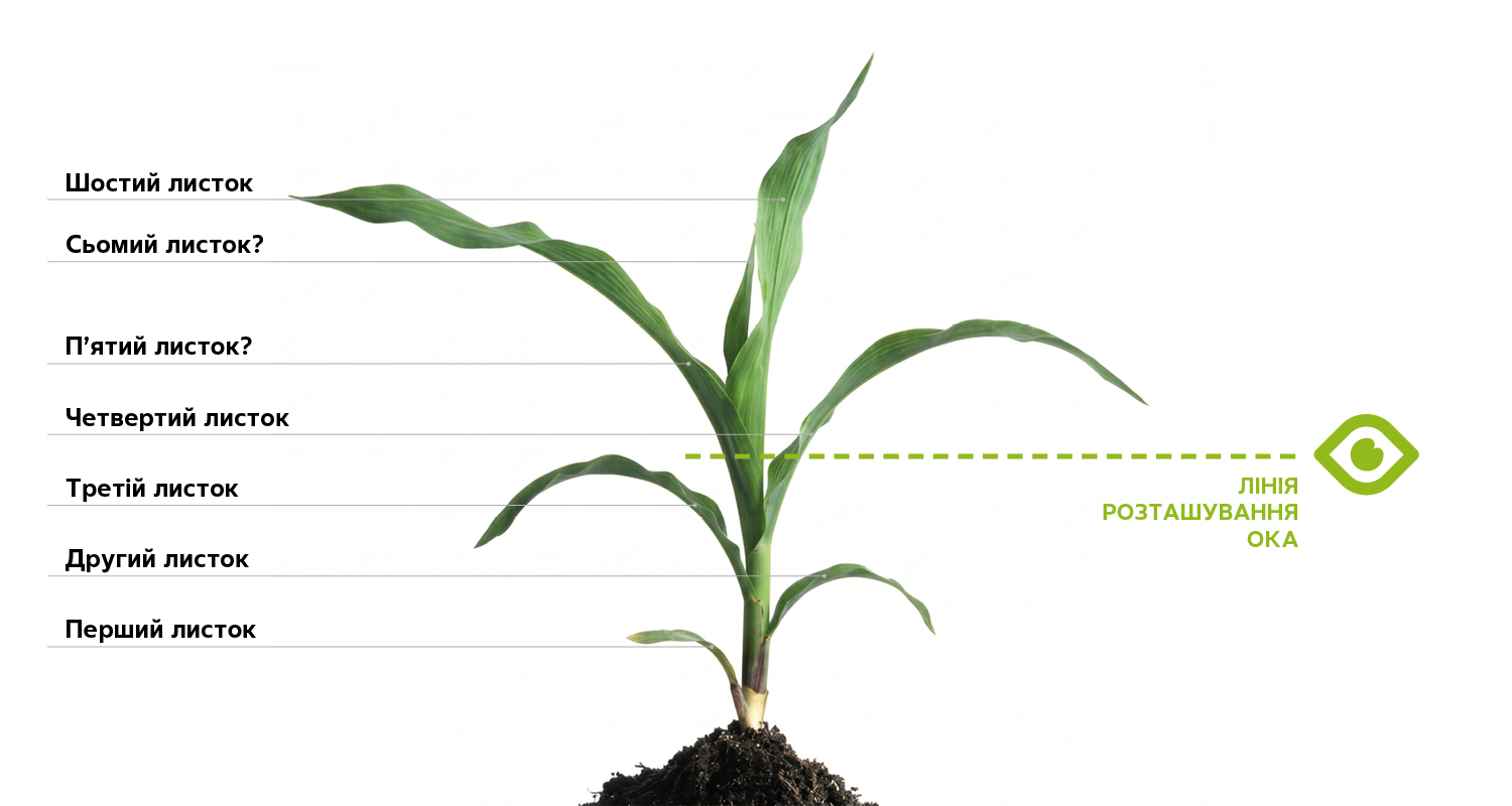determination-of-corn-stages-development_Rich_Text_Editor_1.jpg