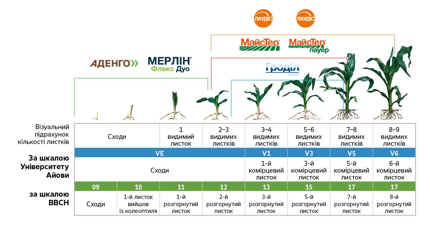 determination-of-corn-stages-development_Rich_Text_Editor_4.jpg