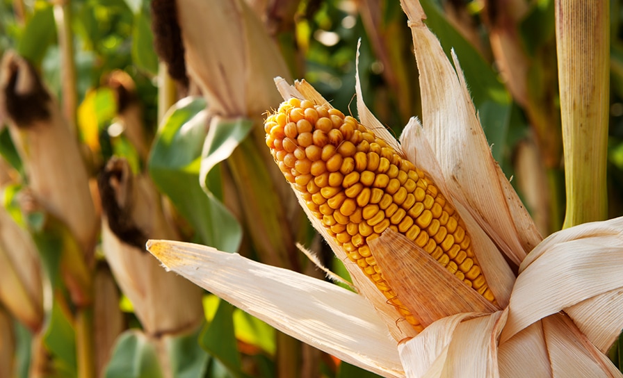 Corn_Colb_Teaser.jpg