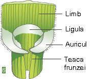 glosar de termeni