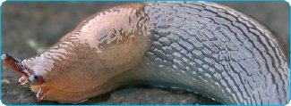 Melci limax