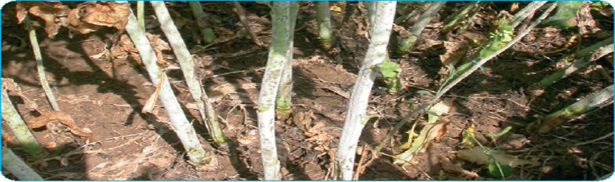 Tulpini de rapiță infectate de ciuperca Erysiphe Communis, responsabilă de făinarea plantelor