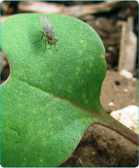 Musca rădăcinilor