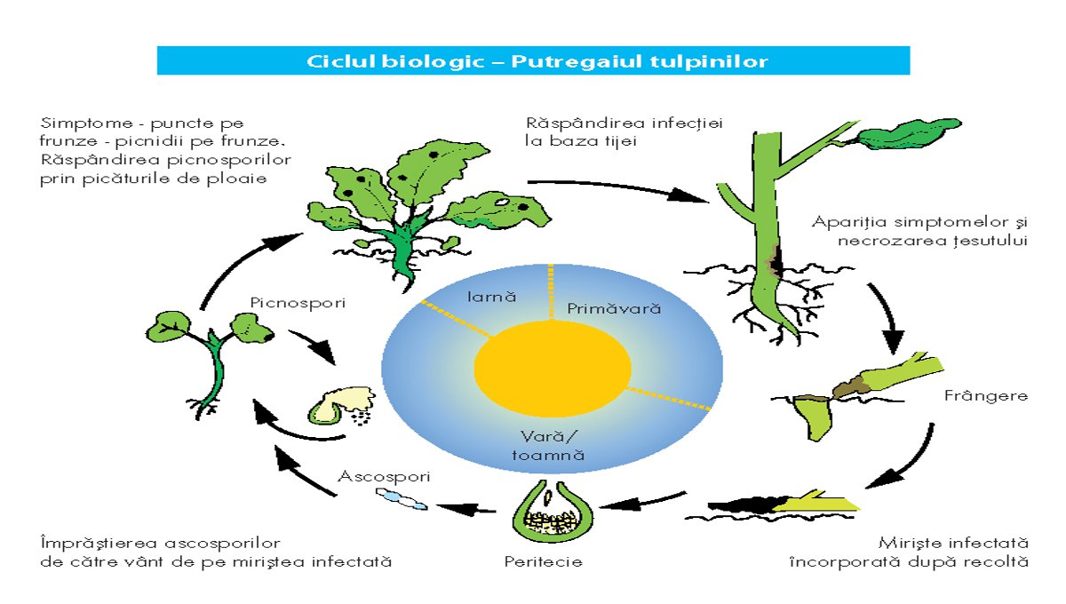 putregaiul tulpinilor la rapita