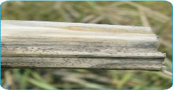 verticilioza la rapita
