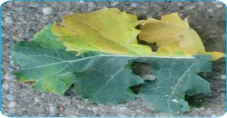 verticilioza la rapita