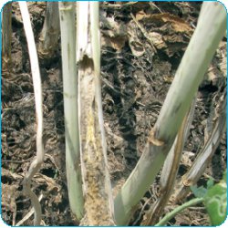 verticilioza la rapita