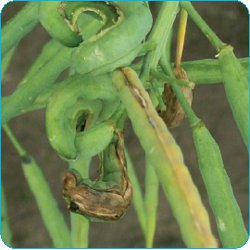 verticilioza la rapita
