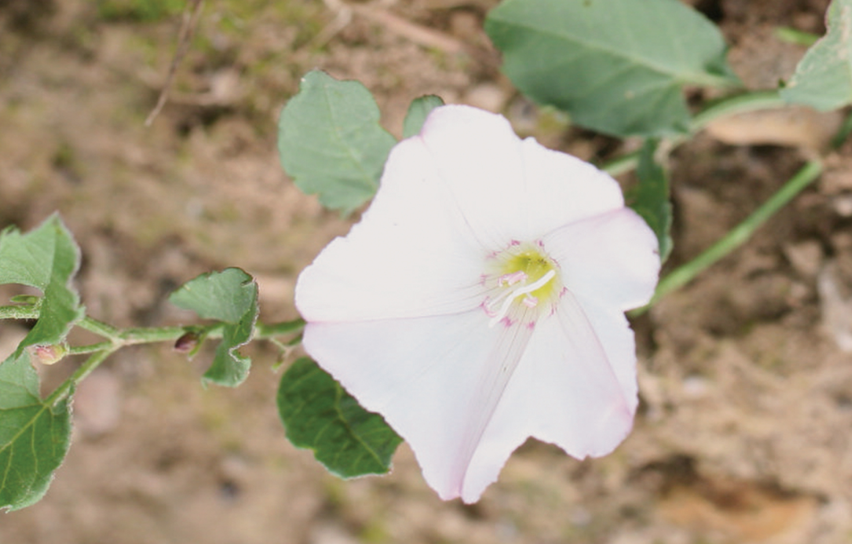 Field Bindweed