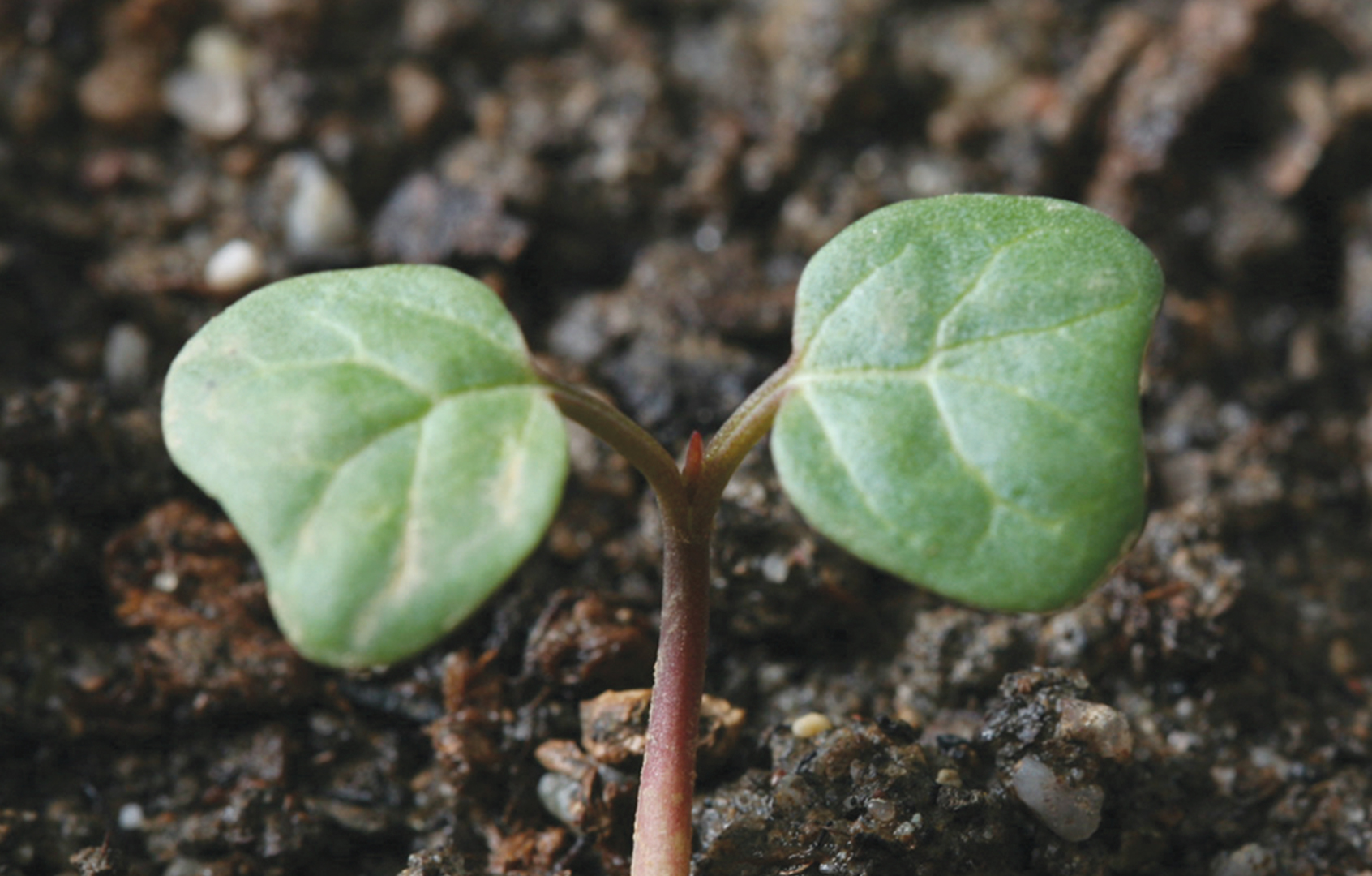 Field Bindweed