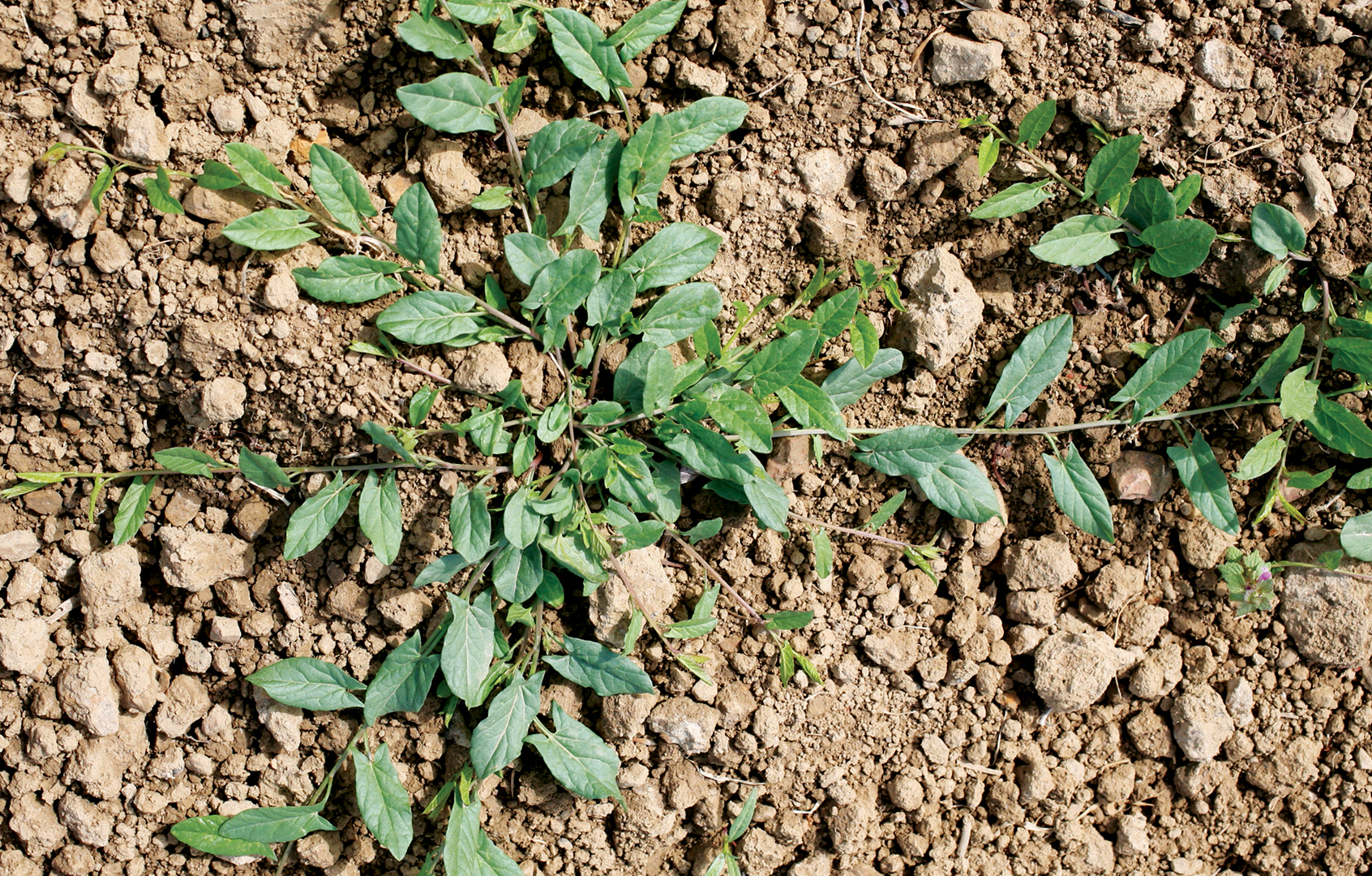 Field Bindweed