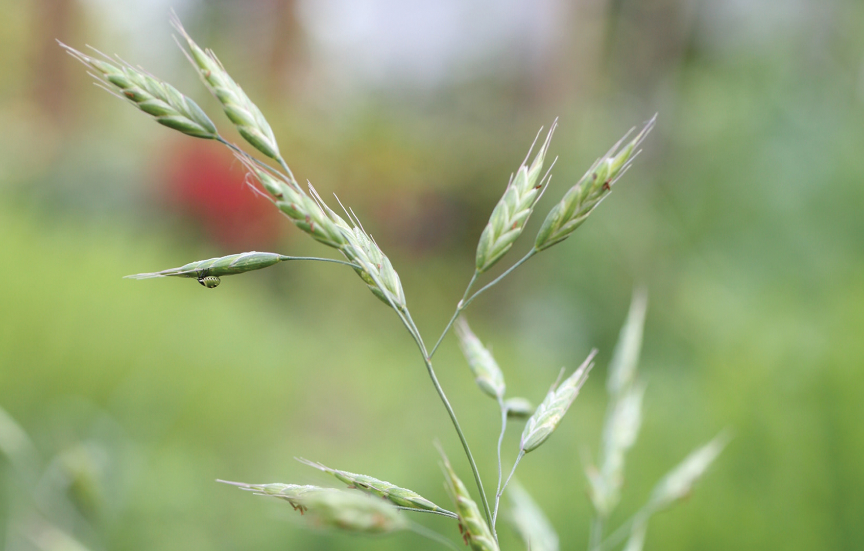 Bromus secalinus - Obsiga secarii - Bayer Crop Science Romania - Bayer ...