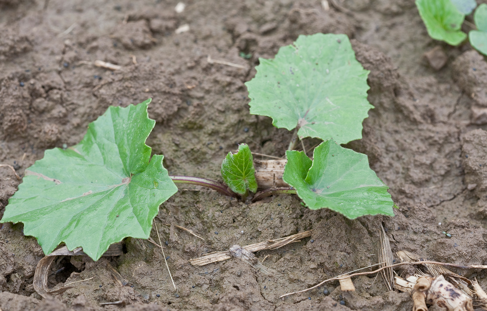 Tussilago farfara - Podbal - Bayer Crop Science Romania - Bayer Crop ...