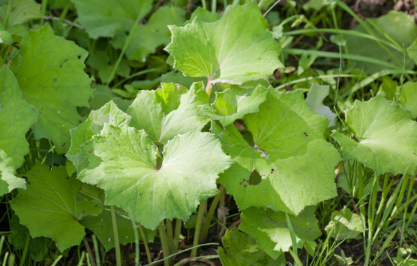 Tussilago farfara - Podbal - Bayer Crop Science Romania - Bayer Crop ...