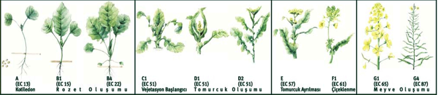 flowers.jpg