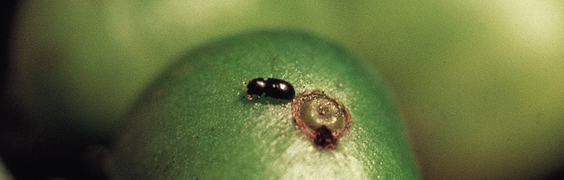 Broca-do-Café: sintomas, manejo, tempo de vida | Agro Bayer
