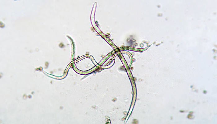 Saiba mais sobre nematoides em lavouras | Agro Bayer
