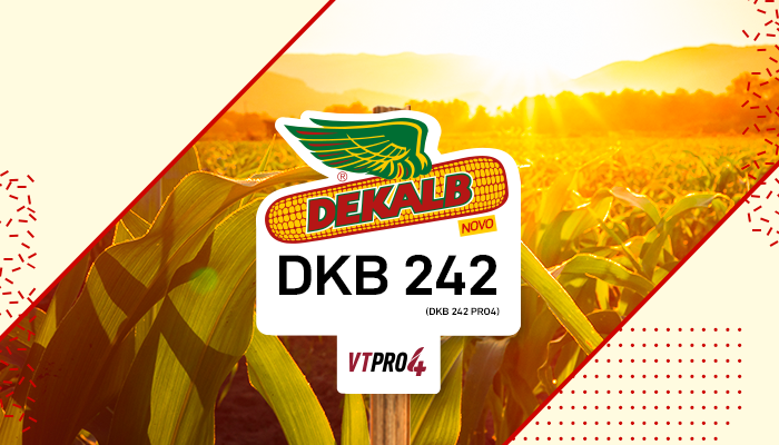 DKB 242 PRO4