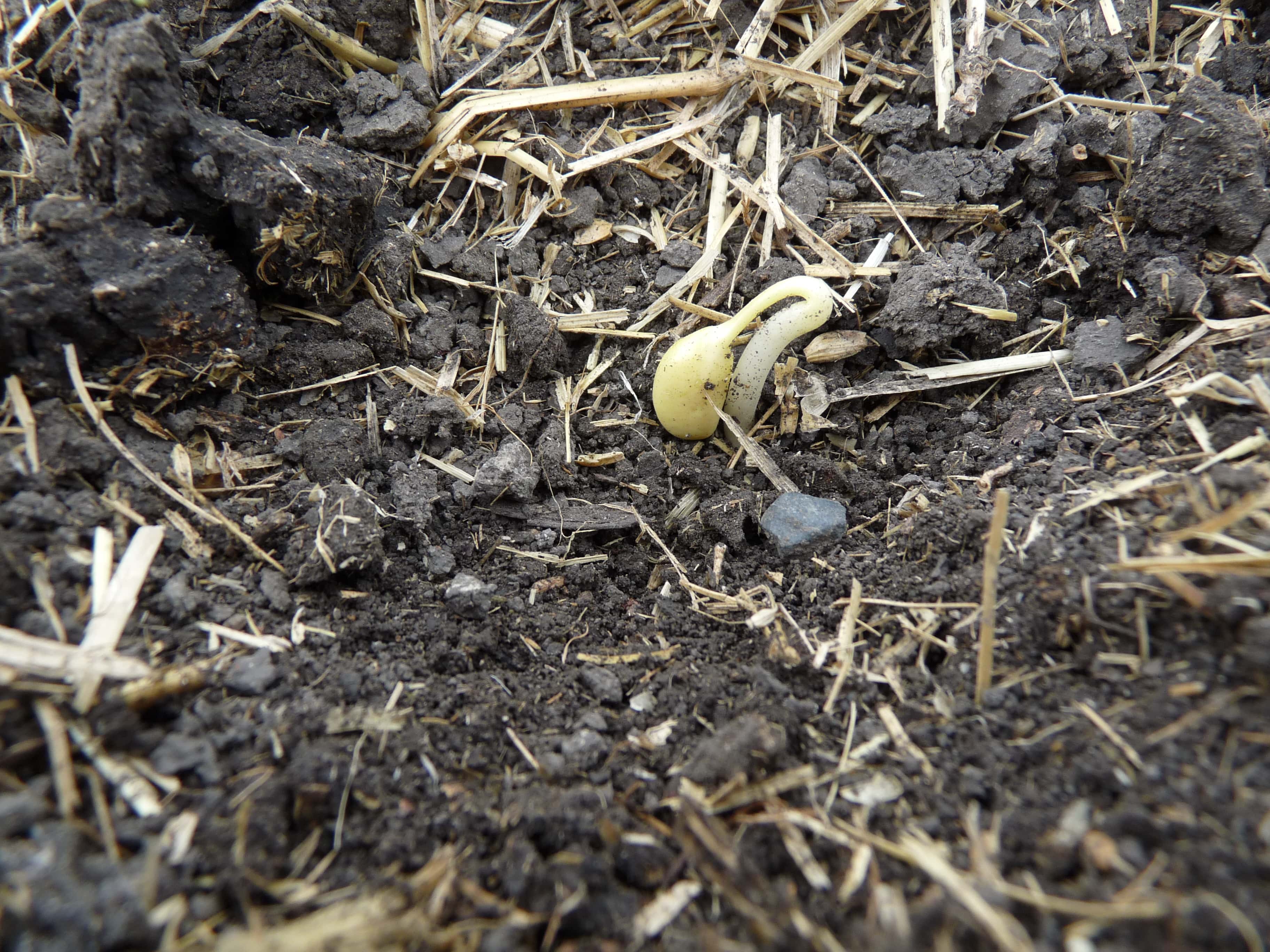 Buctril M Herbicide | Bayer Crop Science Canada