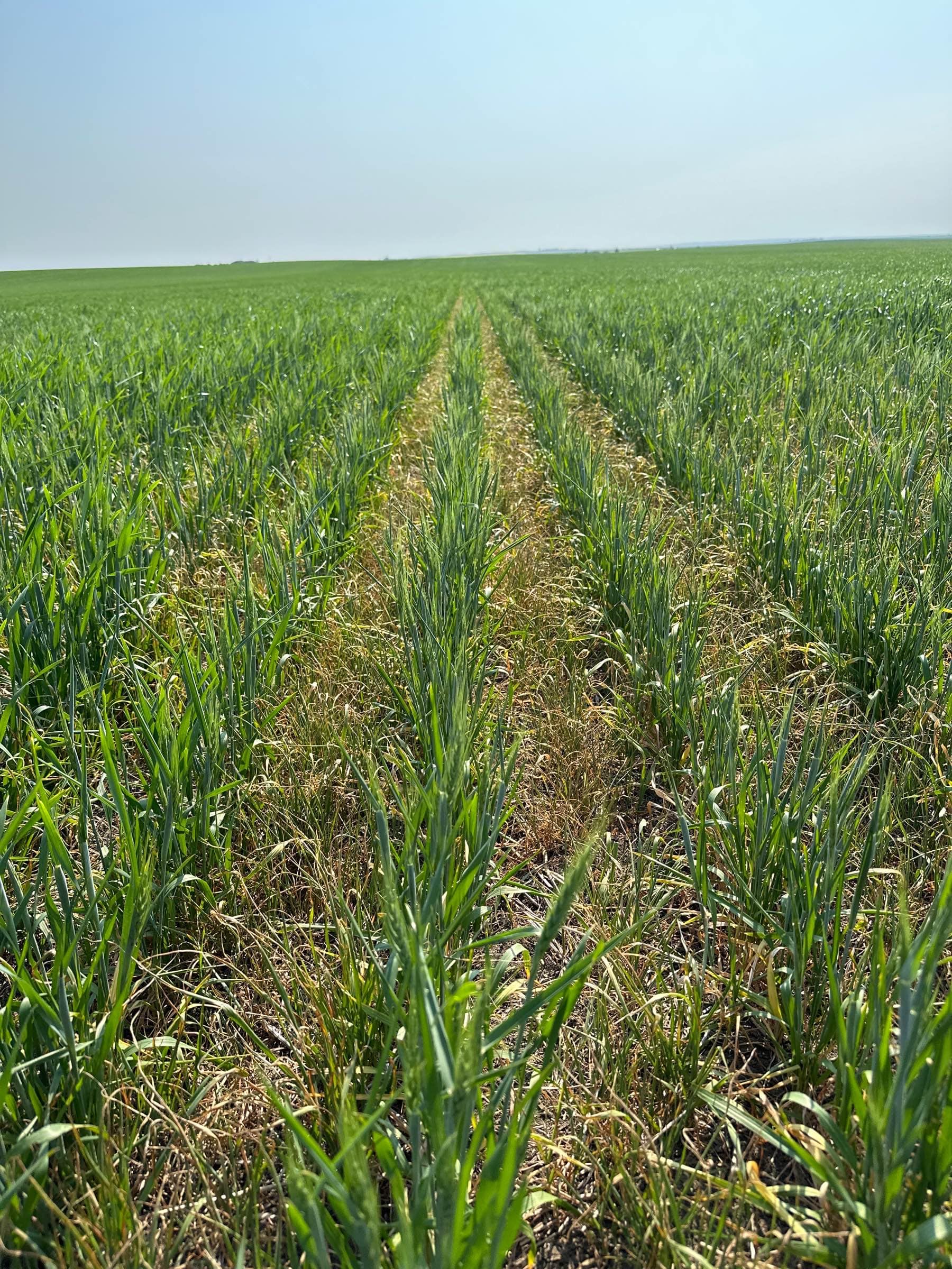 A section of oats twenty one days after being treated with Varro FX and Buctril M. The crops appears almost free of weeds overall.