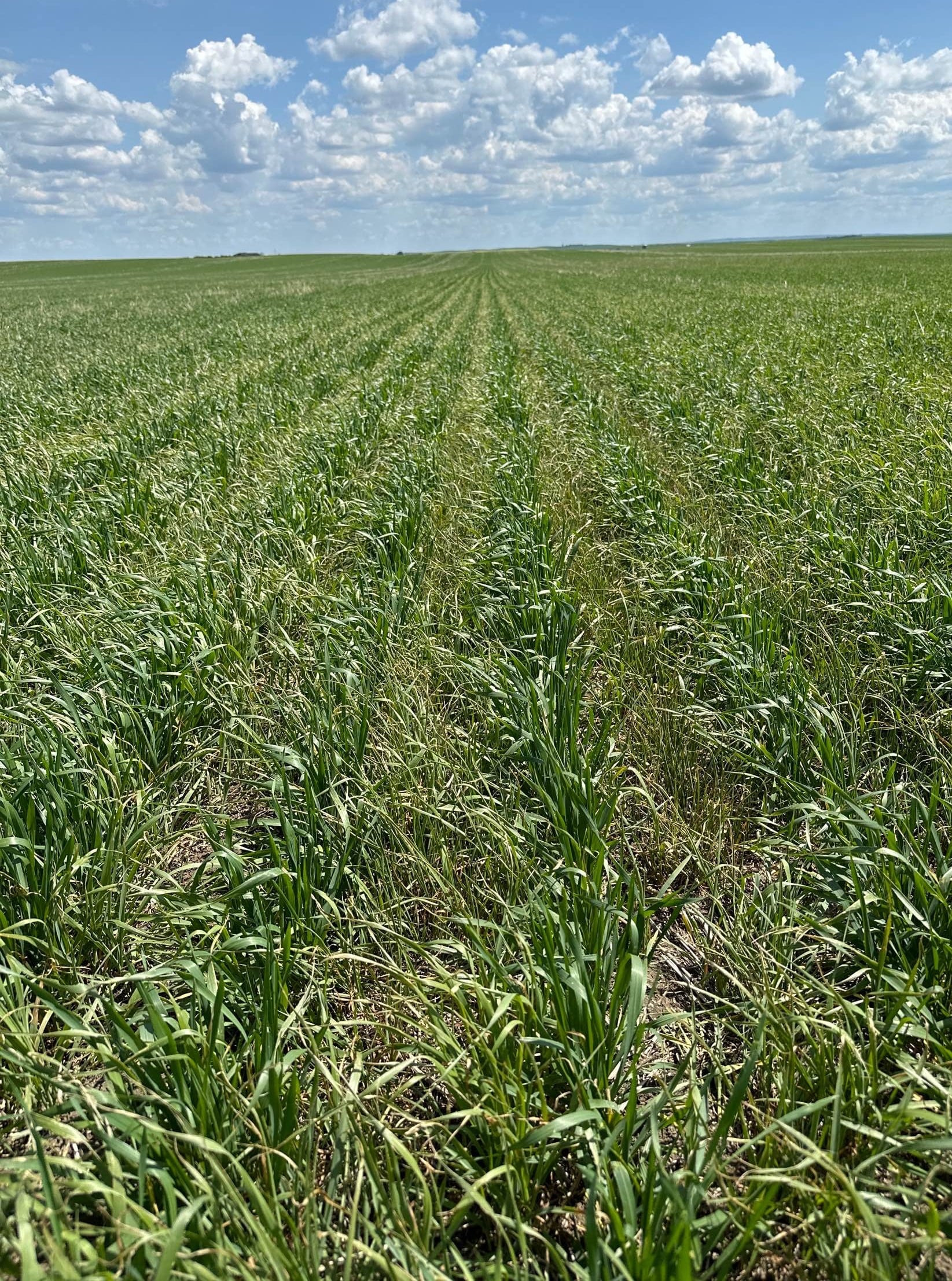 A section of oats ten days after being treated with Varro FX and Buctril M. There is a small reduction in weeds present.