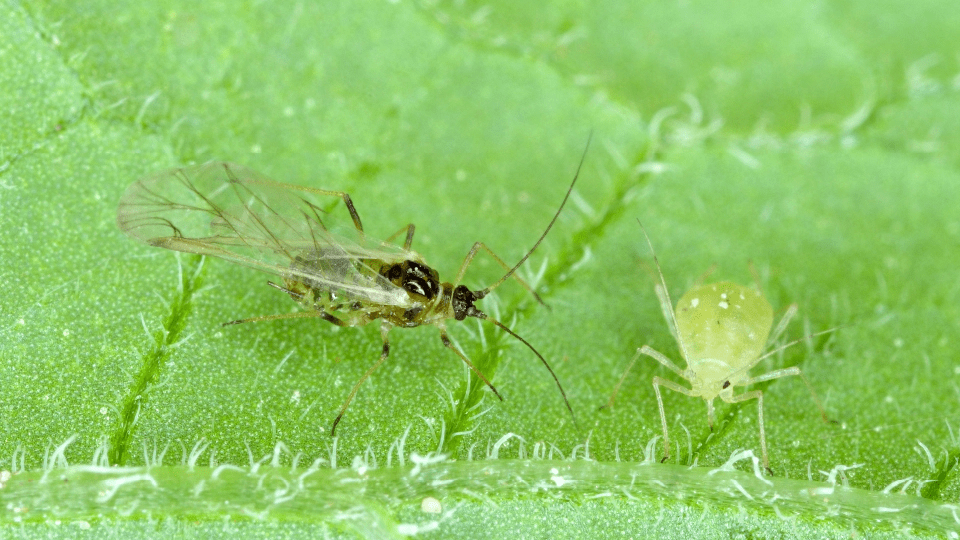 Managing PVY in Potatoes: Targeting Aphid Vectors with Modern ...
