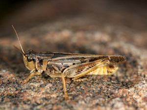 An adult black and white clear winged grasshopper sits on the ground. It is yellow, black, and brown in colour and has a shiny appearance.