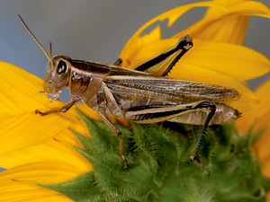 A two-striped grasshopper that is dark green and yellow sitting on a yellow and green flower. This grasshopper prefers to walk rather than fly.