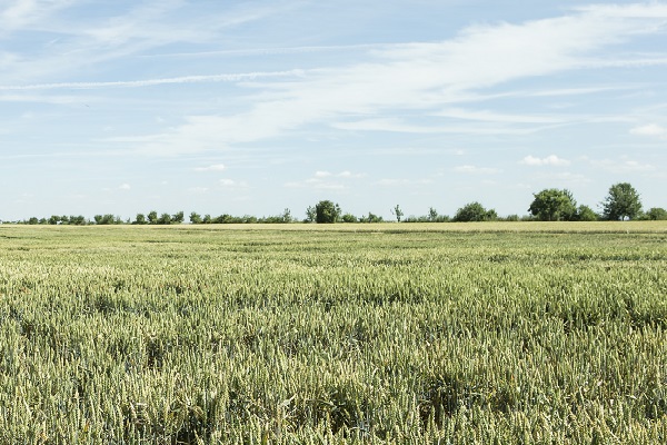 All-in-One Herbicide for Clean Fields | Crop Science US