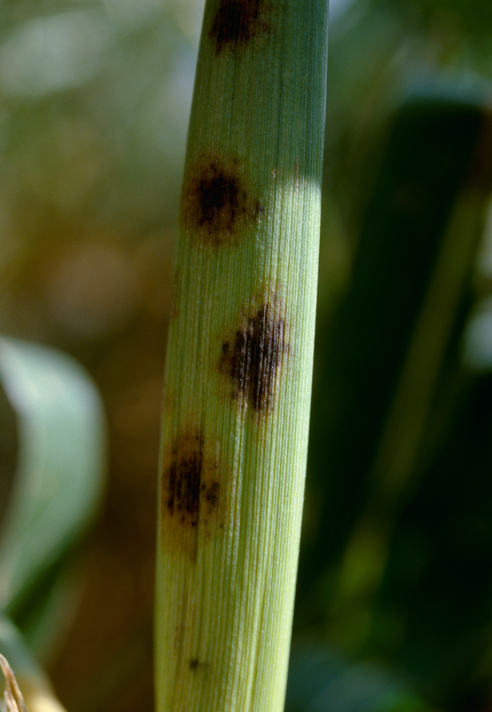 Be Alert for Corn Anthracnose | Crop Science US