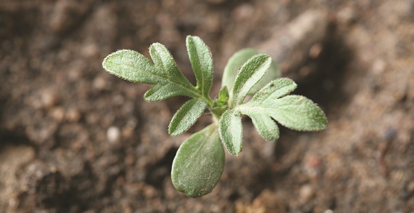 Broadleaf Weeds: Giant & Common Ragweed | Crop Science US
