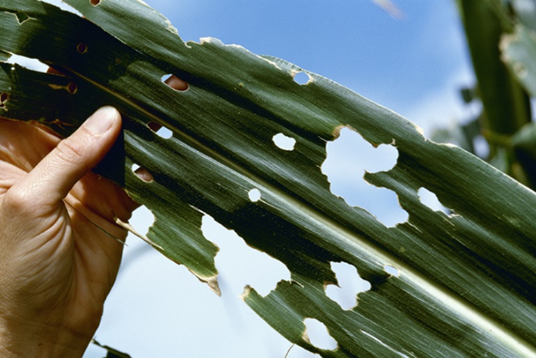 Integrated Pest Management for Corn Insects | Crop Science US