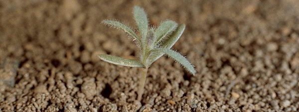 Keeping Kochia Under Control | Crop Science US