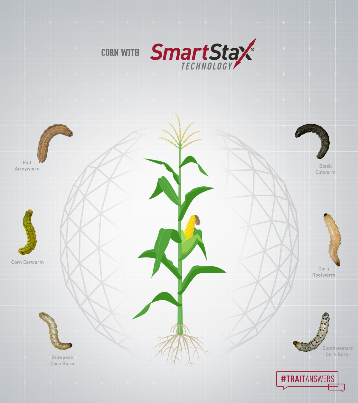 #TraitAnswers | Is My Late-Planted Corn More Susceptible to Insect ...