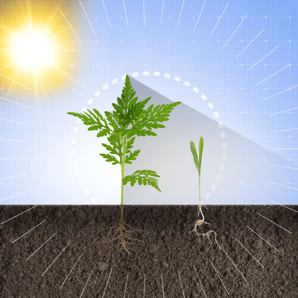 Competition In Plants