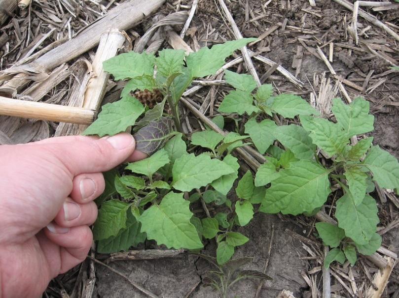 Description and Control of Eastern Black Nightshade | Crop Science US