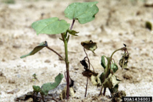 Early-Season Diseases in Cotton | Crop Science US