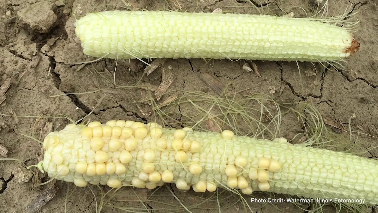 #TraitAnswers | What does corn rootworm damage look like? | Crop Science US